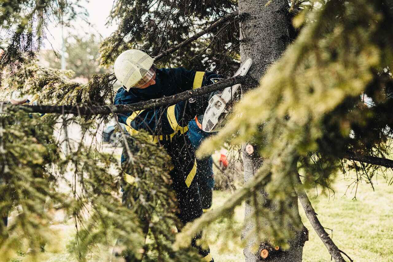 Hancock, MI Tree Service Company